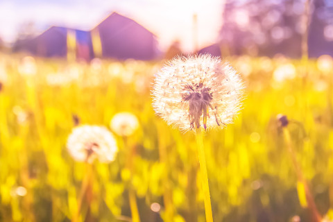 Dandelions.