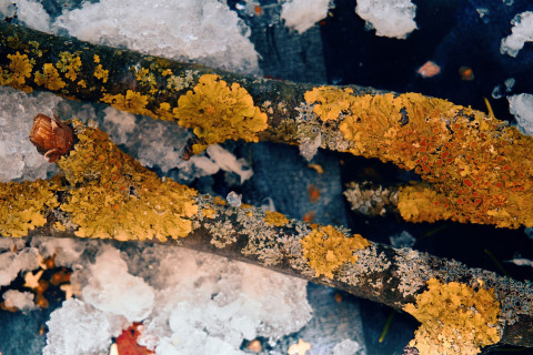 Oksat. Kuva Mostphotos.