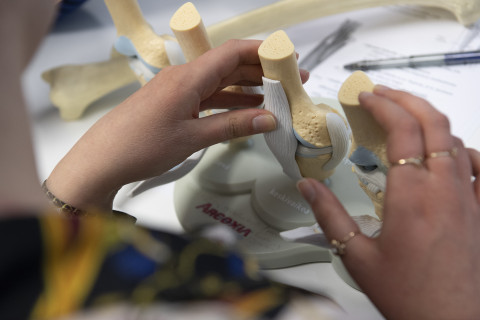 Opiskelija tarkastelee anatomista mallia.
