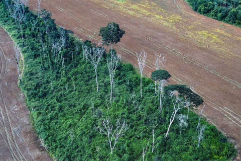 Brazilian Amazon rainforest.