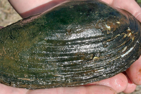 Swollen river mussel.