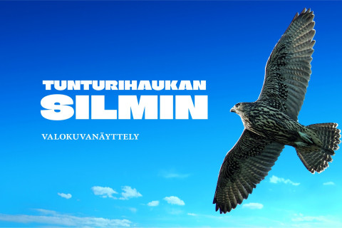 Tunturihaukan siilmin valokuvanäyttely. Kuva: SYKE.