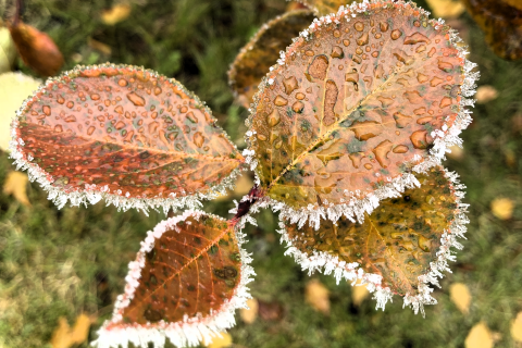 lehti, pensas, kuura, ruska.