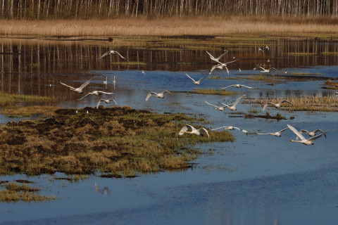 Keihäsjärvi. Kuva: Saastamoisen säätiö.