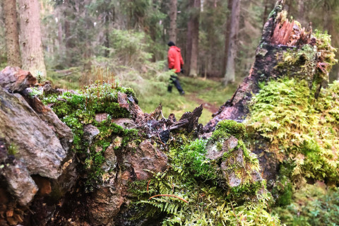 Henkilö kävelemässä metsässä, jossa varttunutta kuusikkoa runsaine sammallajeineen. 