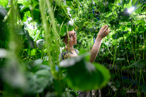 Anna Toljamo and strawberry plants.