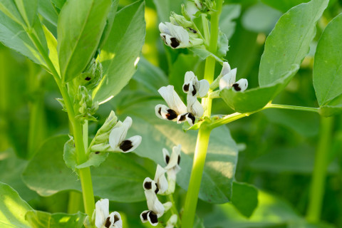 Härkäpapu. Kuva Mostphotos.