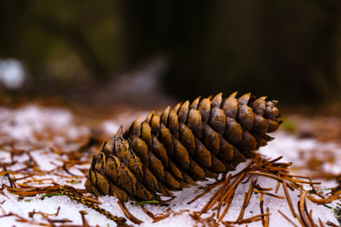 Käpy lumessa. Kuva Mostphotos.