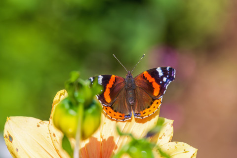 Perhonen kukan päällä.