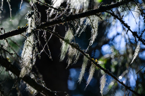 Hanging moss and spruce branches.