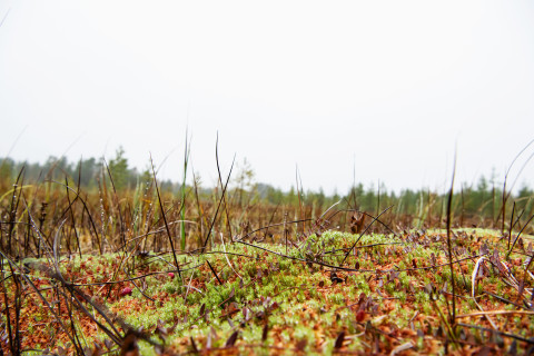 Sammalta ja heiniä suolla.