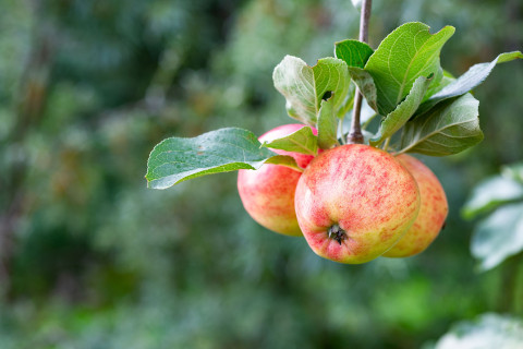 Kolme omenaa roikkuu omenapuun oksassa.