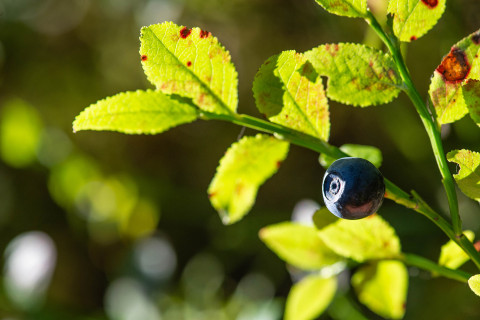 Bilberry.