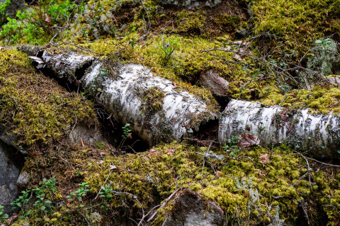 Lahoava koivun runko sammalikossa.