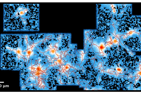 Overview of an axon tracking assay from primary mouse neurons
