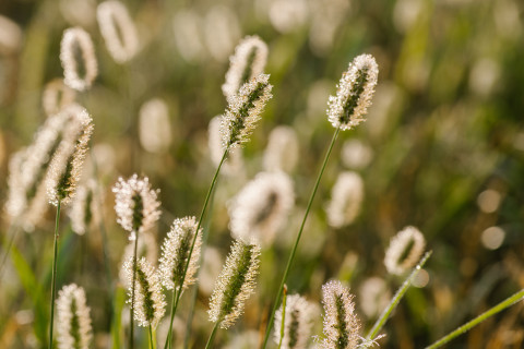 Timotei-heinää lähikuvassa.