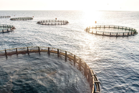 Salmon farm. Photo: Mostphotos.