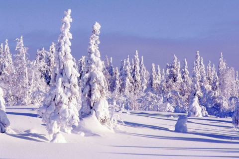 Lumisia kuusia Saukkovaaran laella