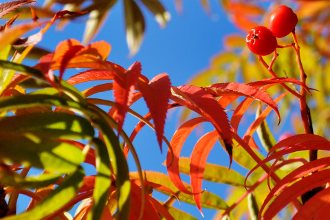 Syksyn lehtiä ja marjoja.