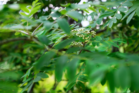 Rowan buds in the spring.