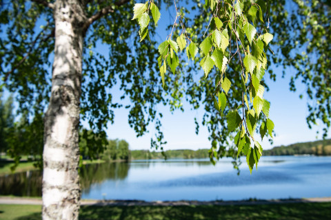 Koivu järven rannassa.
