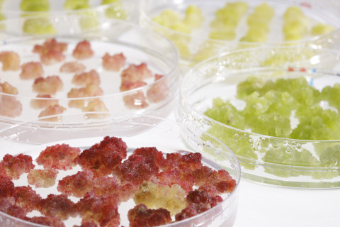 Kasvisoluviljelmiä. Kuva VTT.