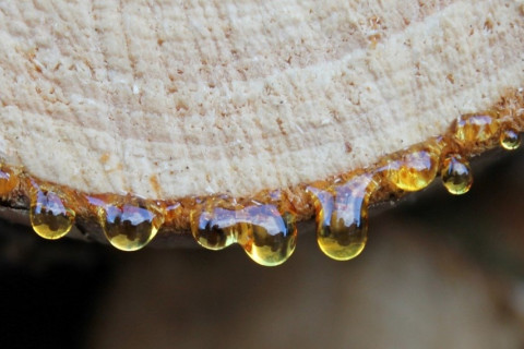 Pihkaa valuu havupuutukin päästä