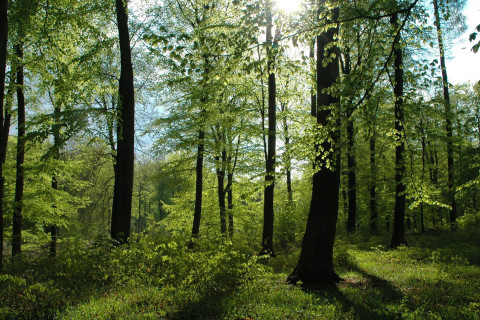 Tanskalaista metsää. Kuvaaja: Thomas Nord-Larsen / Kööpenhaminan yliopisto