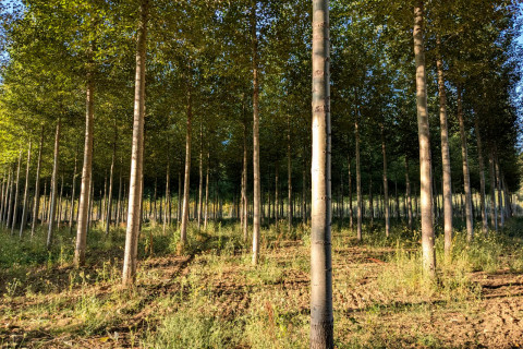 Poplar plantation.