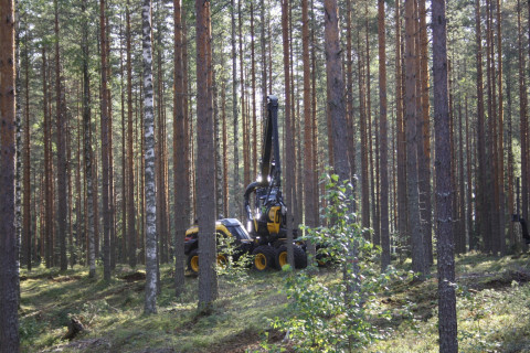 Metsäkone. Kuva: Kalle Kärhä.