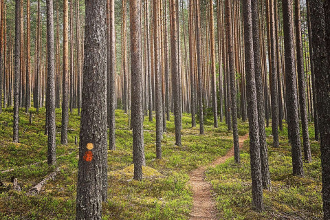 Metsä. Kuva: Philip Chambers.