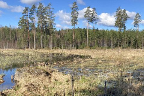 Ojitukset kuivittavat ja majavatulvikot luovat kosteikkoja samaan maisemaan.  