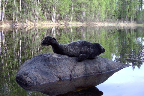 Saimaannorppa Tuukka.
