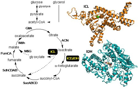 TCA cycle and glyoxylate shunt pathway (dotted lines). Branchpoint enzymes of the current research are highlighted in black boxes. The solved X-ray crystal structures of ICL (orange) and IDH (cyan) are also shown.