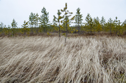 Heinäkasvustoa suon reunalla.