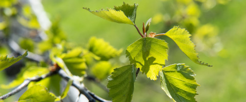 Silver birch leaves.