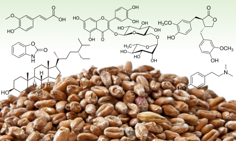 Malting barley and structural formulas of some phytochemicals.