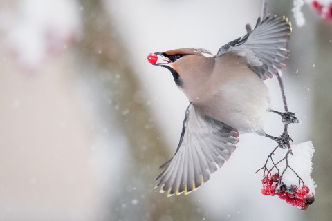 Waxwing. Photo: Alwin Hardenbol.