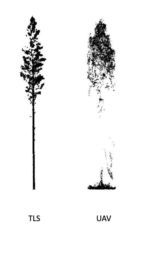 Point clouds of pine. Image: Noora Tienaho.