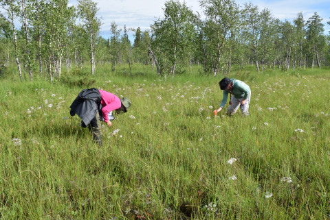 Suo. Kuva Teemu Tahvanainen.