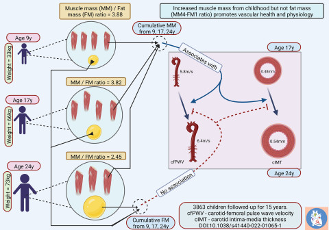 During growth from childhood (9 years) to young adulthood (24 years), body fat mass tripled as children gained weight. However, this increase in body fat was not associated with signs of subclinical atherosclerosis progression likely due to the significant increase in muscle mass. A muscle mass-to-fat mass ratio of 4:1 (MM4-FM1) may promote excellent vascular health from childhood. Image: Andrew Agbaje.