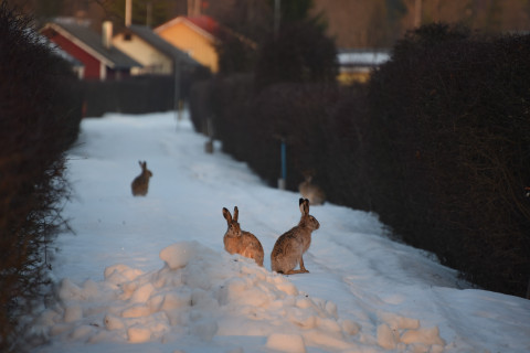 Rusakot. Kuva Mervi Kunnasranta.