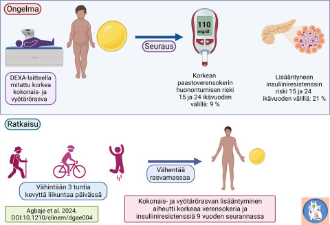 Kehon liiallinen kokonaisrasvamassa ja vyötärörasva aiheuttavat hyperglykemiaa, hyperinsulinemiaa ja insuliiniresistenssiä, ja vyötärörasva kaksinkertaistaa metabolisten häiriöiden riskin. Kevyt liikunta voi kuitenkin merkittävästi pienentää kehon kokonaisrasvamassaa ja vähentää insuliiniresistenssiä. Kuva: Andrew Agbaje. 