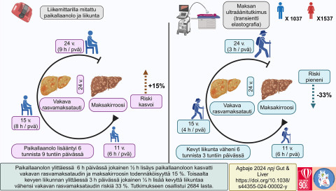   2684 lapsen seuranta ikävuosina 11-24 osoitti, että paikallaanolon lisääntyminen lisäsi vakavan rasvamaksataudin ja maksakirroosin riskiä. Kevyt liikunta kuitenkin ehkäisi tehokkaasti näitä haittoja. Kuva: Andrew Agbaje.