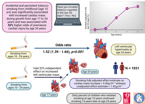 In 1931 children followed up from age 10 to 24 years, persistent tobacco smoking from childhood through young adulthood caused structural and functional heart damage. Tobacco smoking excessively increases heart mass during growth from adolescence to young adulthood. Image: Andrew Agbaje.