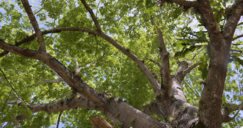 Kuva mayojen pyhästä, ceiba-puusta.