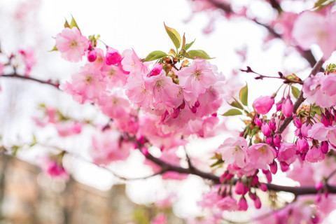 Cherry blossom.