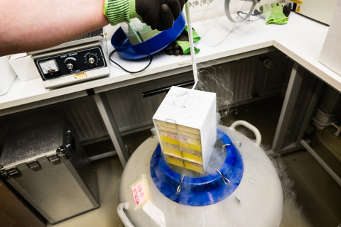 Cells in liquid nitrogen.