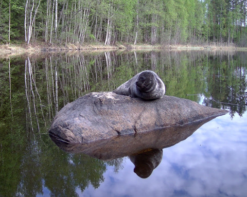 Saimaannorppa Tuukka.
