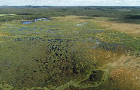 Aapasuo. Kuva: Pasi Korpelainen. 